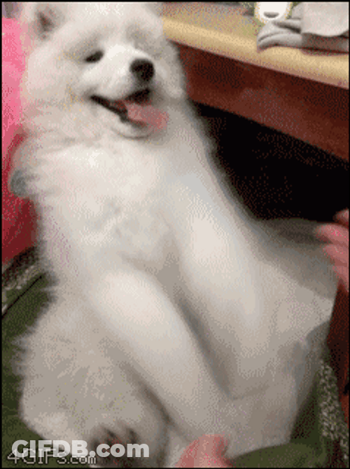 Samoyed Paw Fight GIF