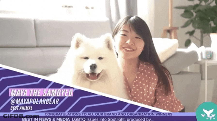 Samoyed Poses For Camera GIF