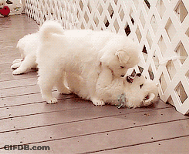 Samoyed Puppies Cuddling GIF