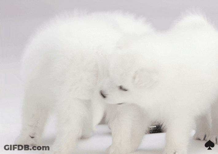 Samoyed Puppies Playing GIF