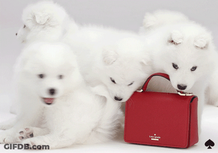 Samoyed Puppies Pose With Bag GIF