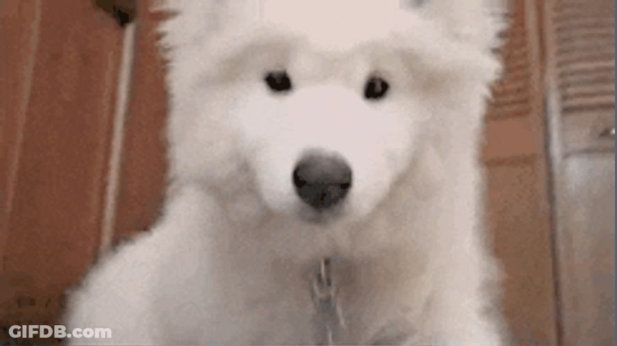 Samoyed Puppy Close Up GIF