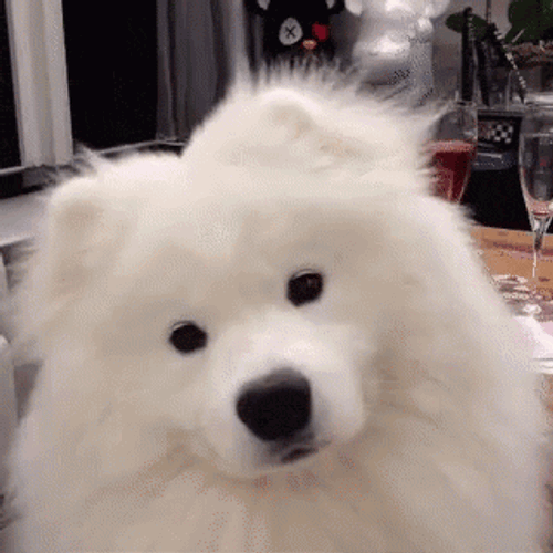 Samoyed Puppy GIF