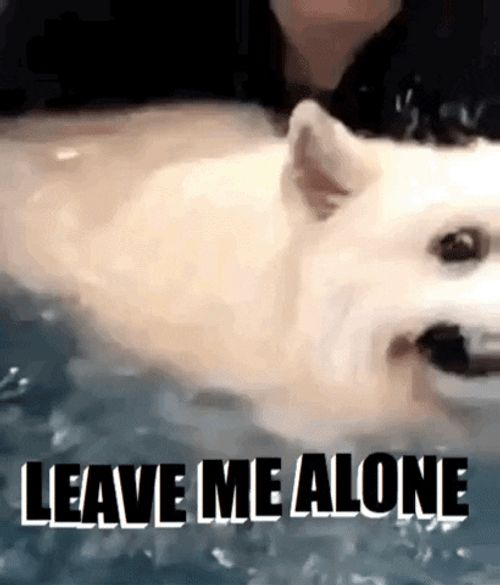 Samoyed Swimming GIF
