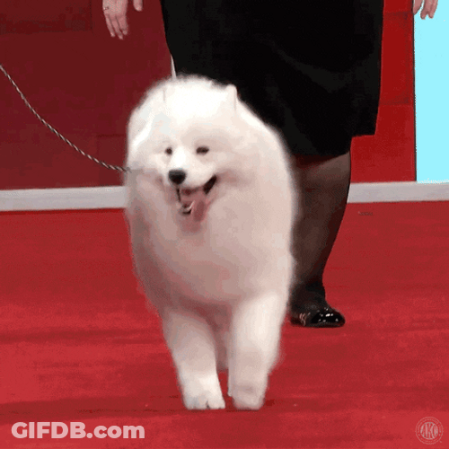 Samoyed Walking On Dog Show GIF