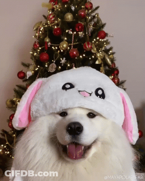Samoyed With Bear Hat GIF