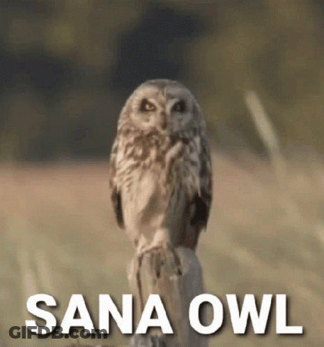 Sana Owl Sitting On Fence Post In Field GIF