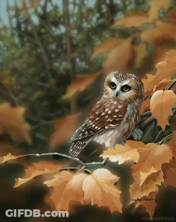Sana Owl Sitting On Fence Post In Field GIF