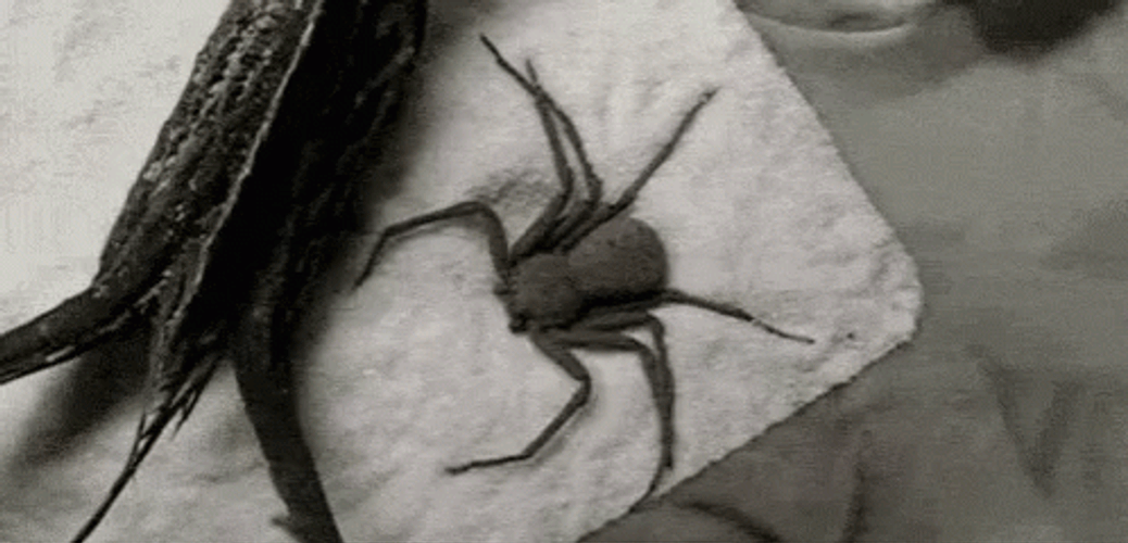 Sand Spider Jumpscare Burying GIF