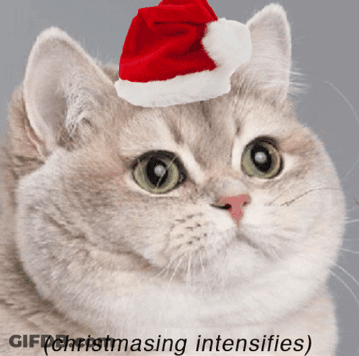 Santa Cat Christmas Intensifies Meme GIF