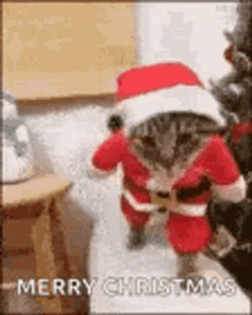 Santa Cat Merry Christmas Meme GIF