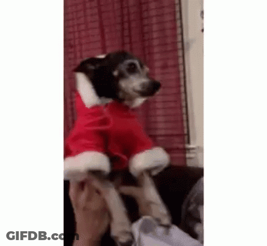 Santa Claus Dog Dance GIF