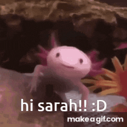Sarah Hi Sarah GIF