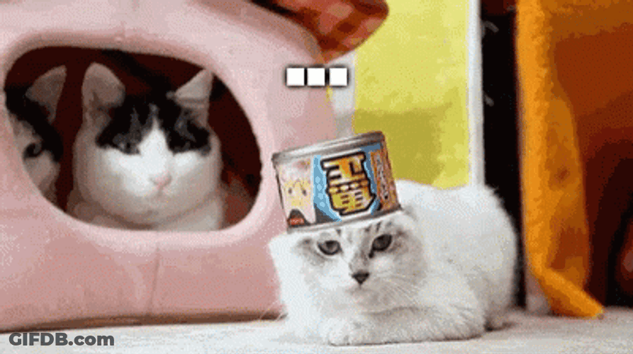 Sassy Cat Hell No GIF
