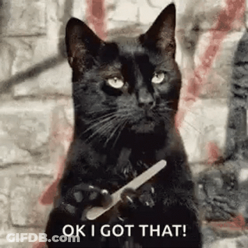 Sassy Cat Ok I Got It GIF