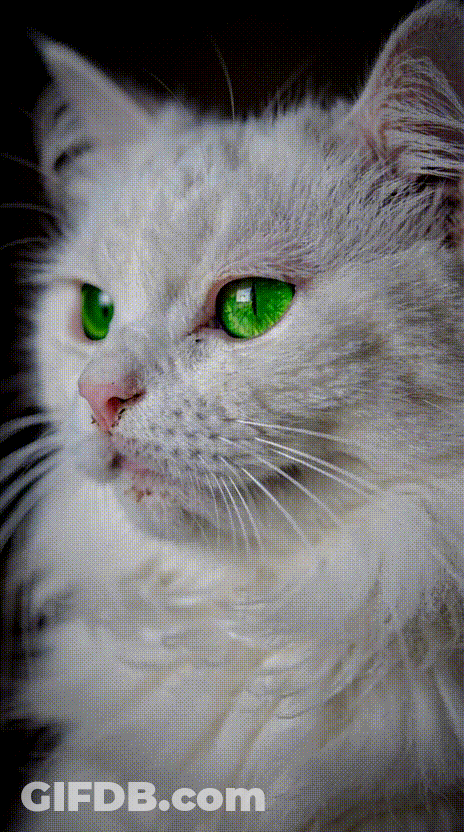 Sassy Disapproval GIF
