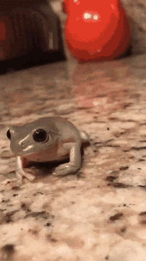 Sassy Frog With Hat GIF