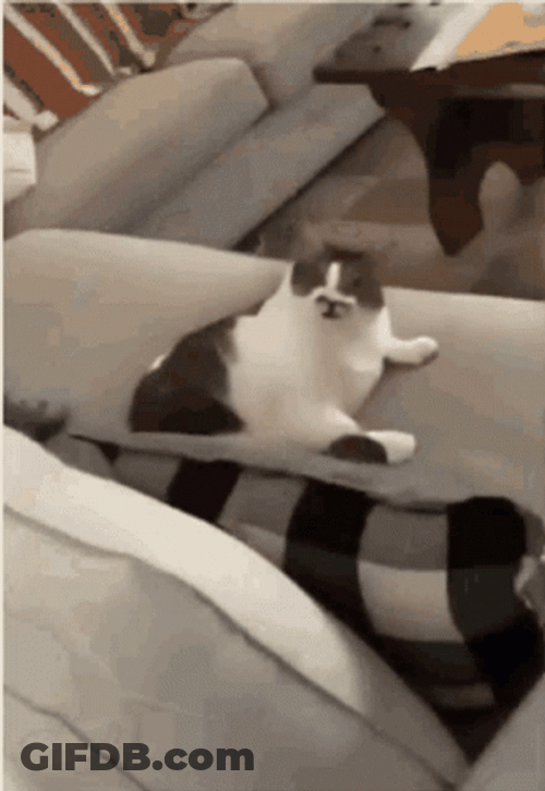 Sassy Funny Cat Lick GIF