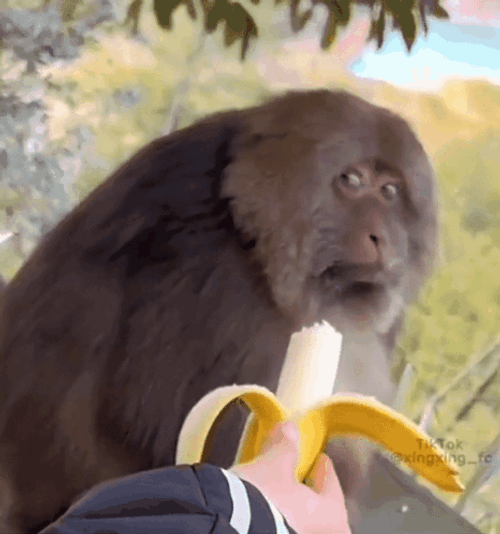 Sassy One Arm Monkey Rejecting Banana Meme GIF