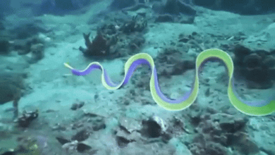 Satisfying Ribbon Eel GIF