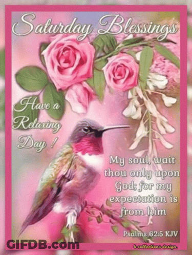 Saturday Blessings Have A Relaxing Day With Pink Roses And A Hummingbird GIF