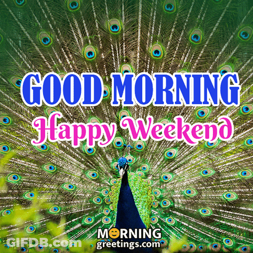 Saturday Morning Colorful Peacock Feathers GIF