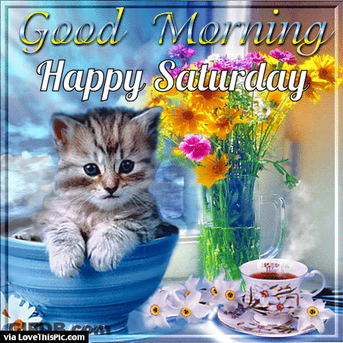 Saturday Morning Cute Cat Inside A Tea Cup GIF