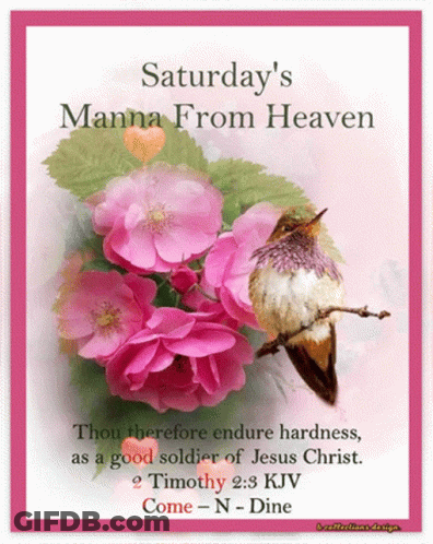 Saturday 'S Manna From Heaven With A Hummingbird And Pink Flowers GIF