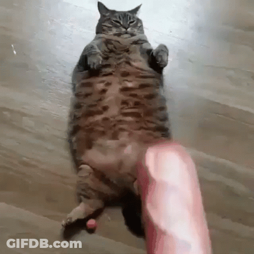 Sausage Toy For Cats GIF