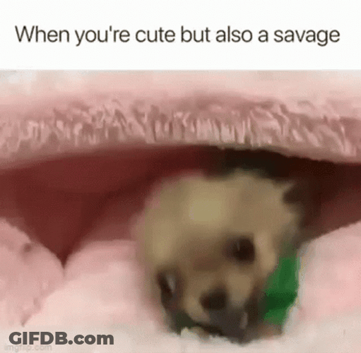 Savage Tea Cup Puppy GIF