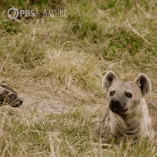 Savage Wilds Bark Hyena GIF