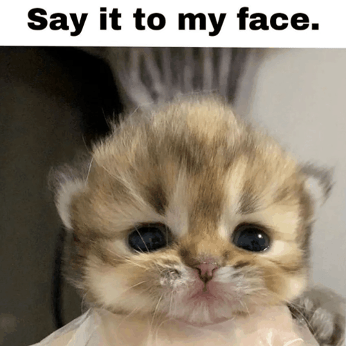 Say It To My Face Cute Cat GIF