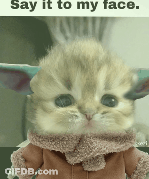 Say It To My Face Cute Kitten GIF