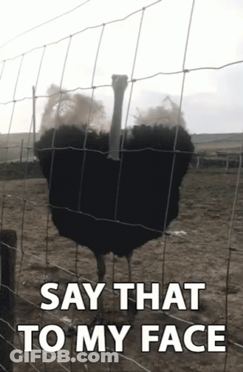 Say It To My Face Ostrich Wiggle GIF