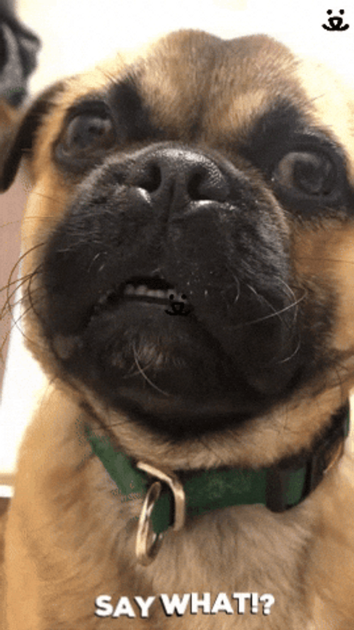 Say What Ptsd Dog GIF