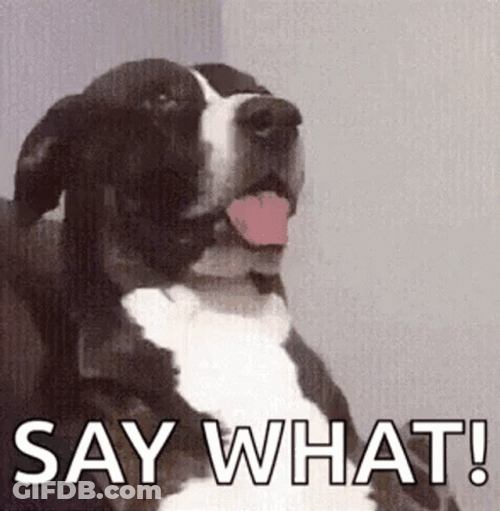 Say What Shocked Dog Face GIF