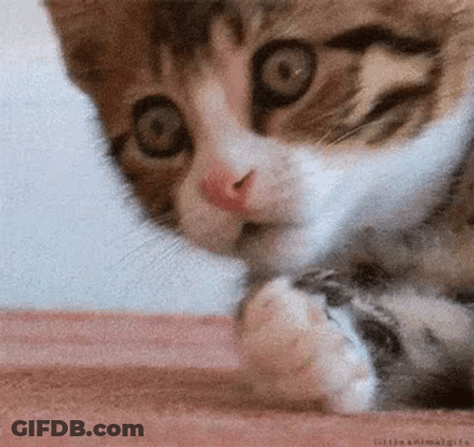 Scandal Cat Covers Mouth GIF