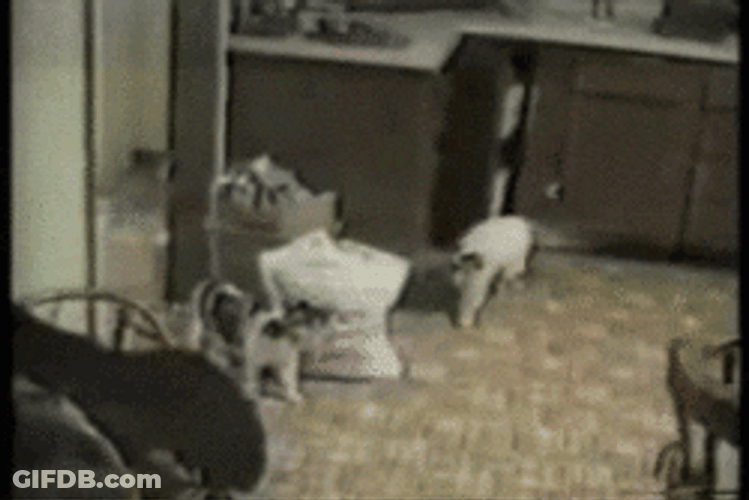 Scare Prank Scared Cat GIF