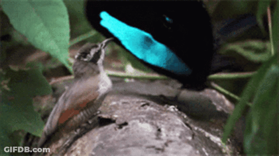 Scared Bird Flying Away GIF