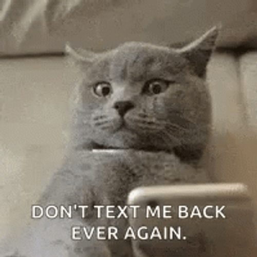 Scared Cat Don't Ever Send Text Message Again GIF