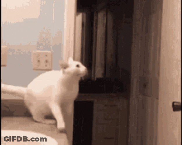 Scared Cat Jumping Fail GIF