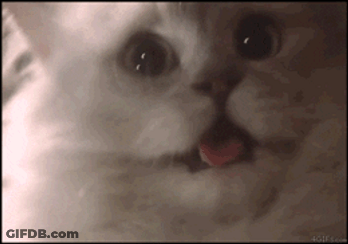 Scared Cat Little Face Reaction GIF