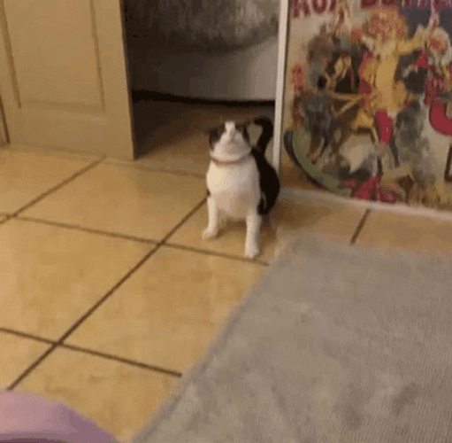 Scared Cat Running GIF