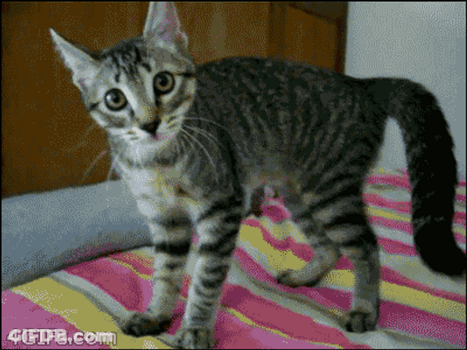 Scared Cat Running And Jumping Around GIF