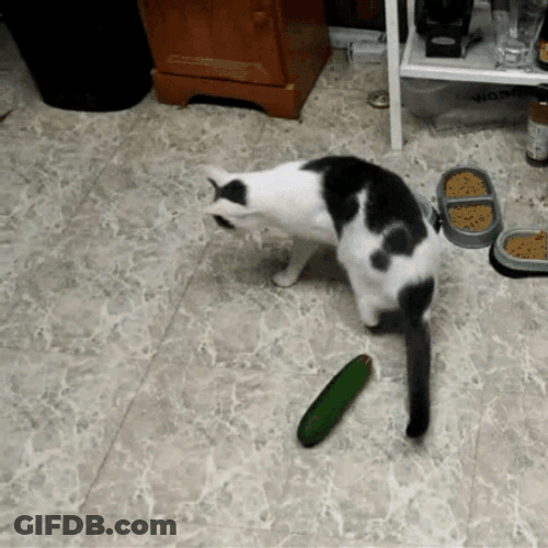 Scared Cat Scared Of Cucumbers GIF
