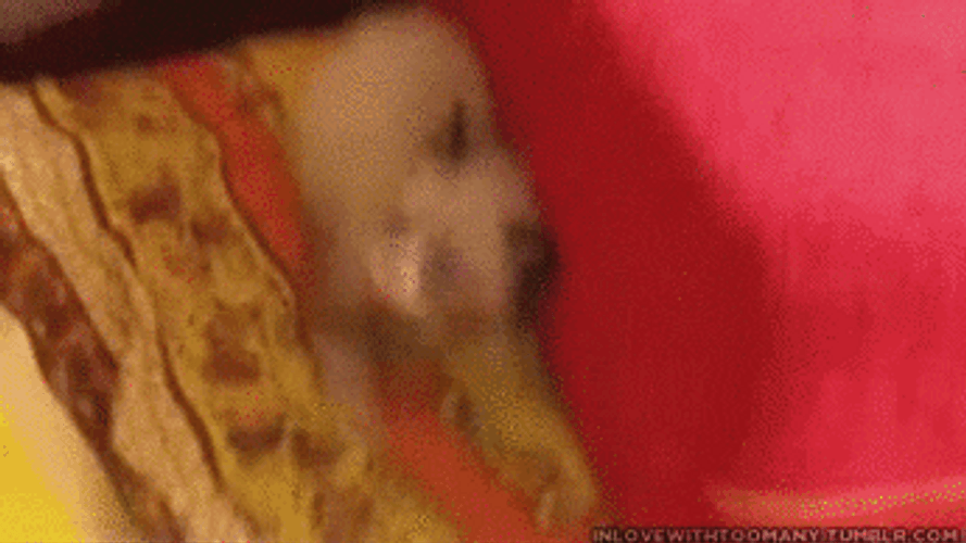 Scared Cat Shocked At The Corner GIF