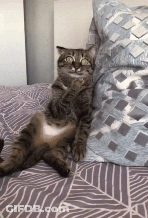 Scared Cat Shocked Confused Face GIF
