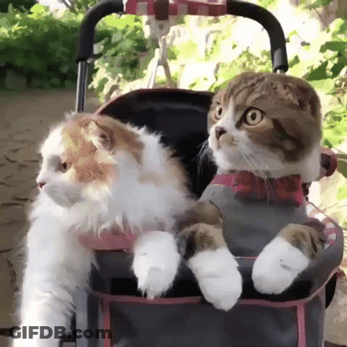 Scared Cats Hide And Seek GIF