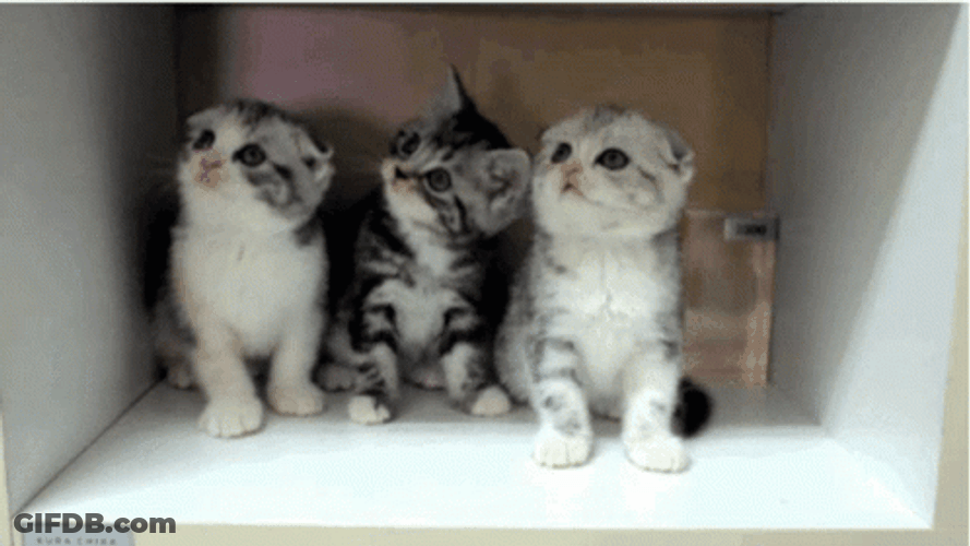 Scared Cute Kittens GIF