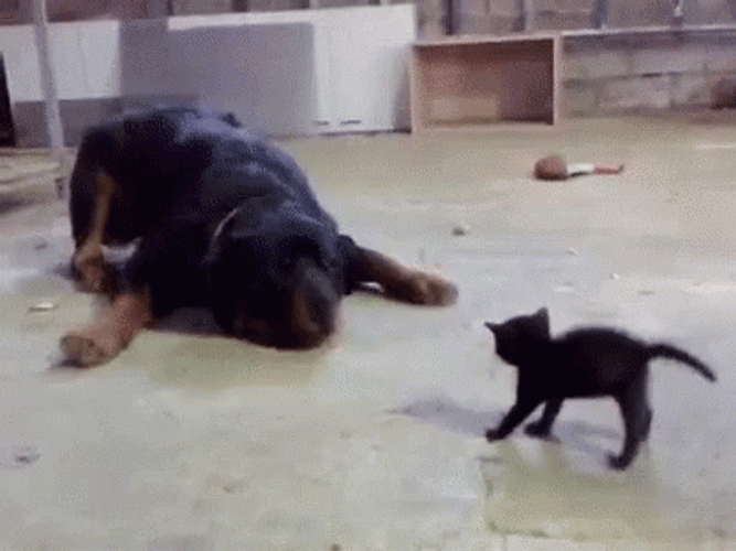 Scared Dog After A Small Kitten GIF
